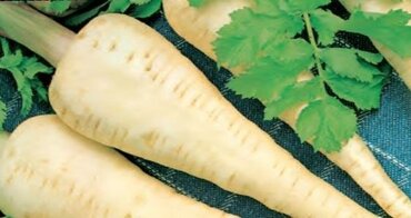 Parsnip Tender and True 6 Pack