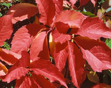 Parthenocissus Kirigami 3 Litre