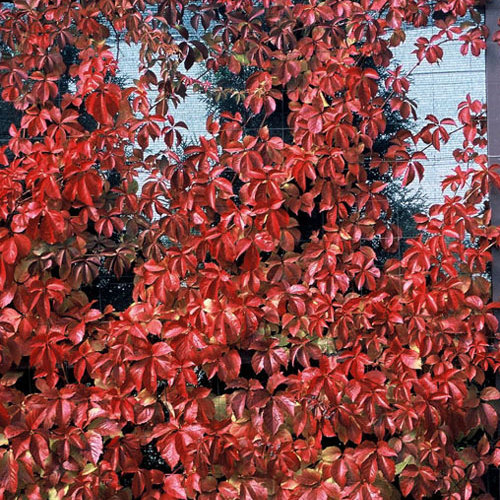 Parthenocissus Red Wall 3 Litre