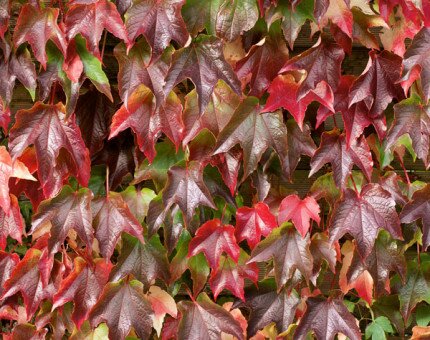 Parthenocissus Veitchii 3 Litre