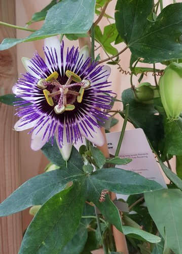 Passiflora Caerulea 1.5m on Trellis 20 Litre