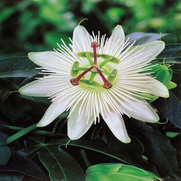 Passiflora Constance Elliot 3 Litre