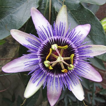 Passiflora Damsel's Delight 3 Litre