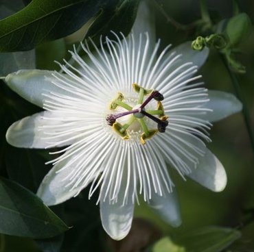 Passiflora Snow Queen 3 Litre