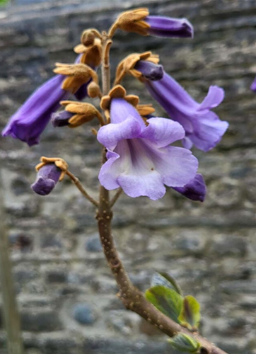 Paulownia tomentosa 12 Litre