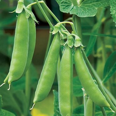 Pea (Sugar Snap Peas) 6 Pack