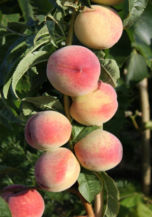 Peach Peregrine St. Julien A 7 Litre - image 1