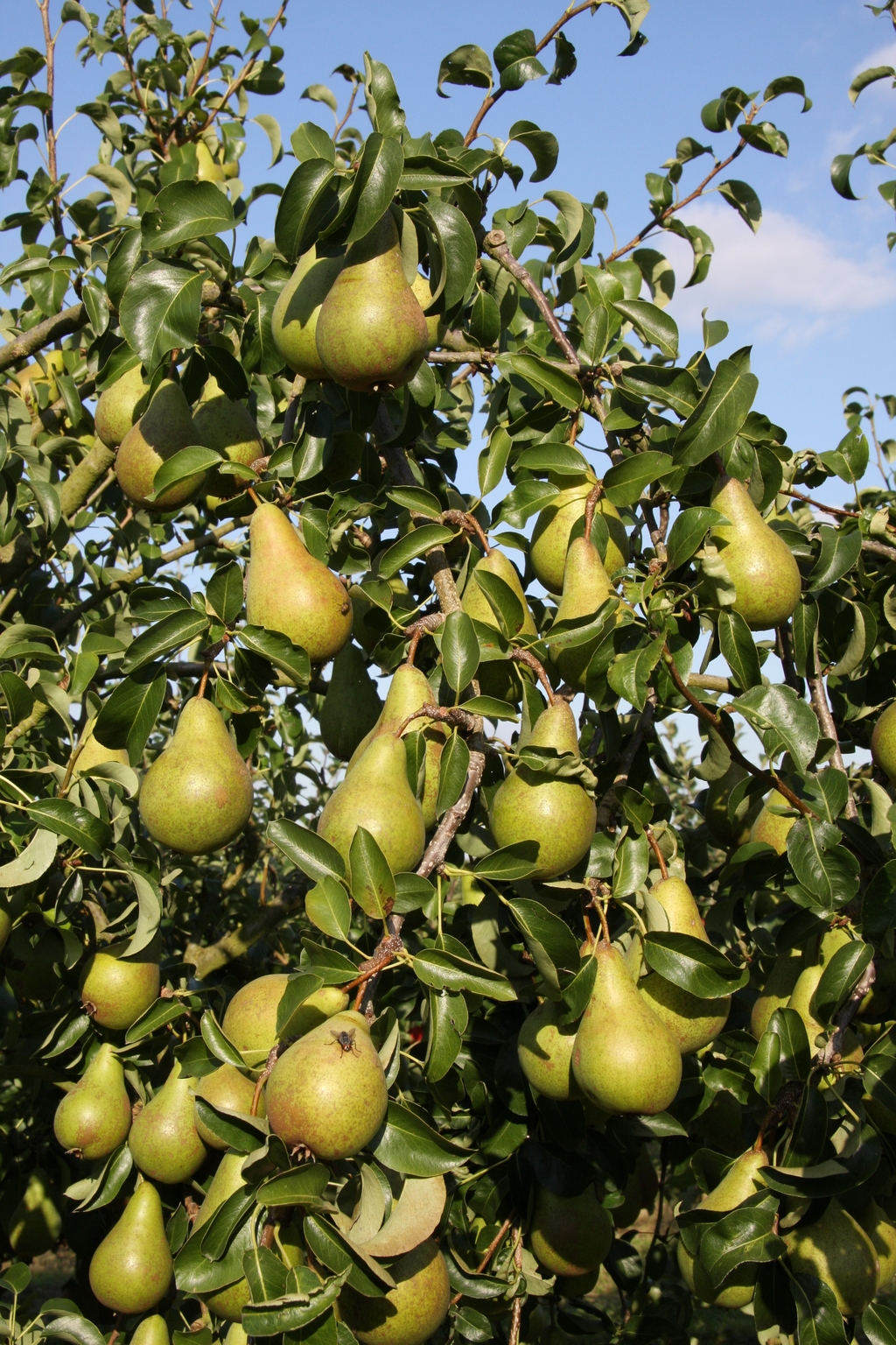 Pear Concorde Quince A 12 litre - Stewarts Garden Centre