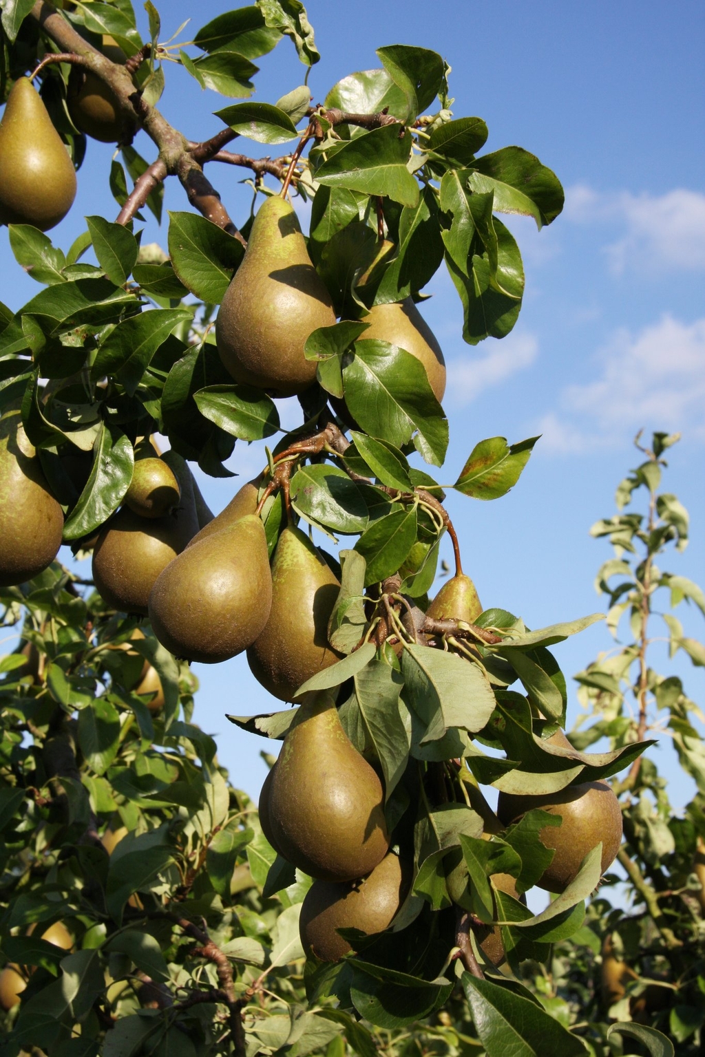 Pear Conference Quince A 12 Litre - Stewarts Garden Centre