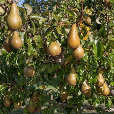 Pear Conference Quince A 12 Litre