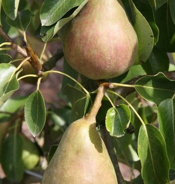 Pear Onward Quince A 11.5 Litre