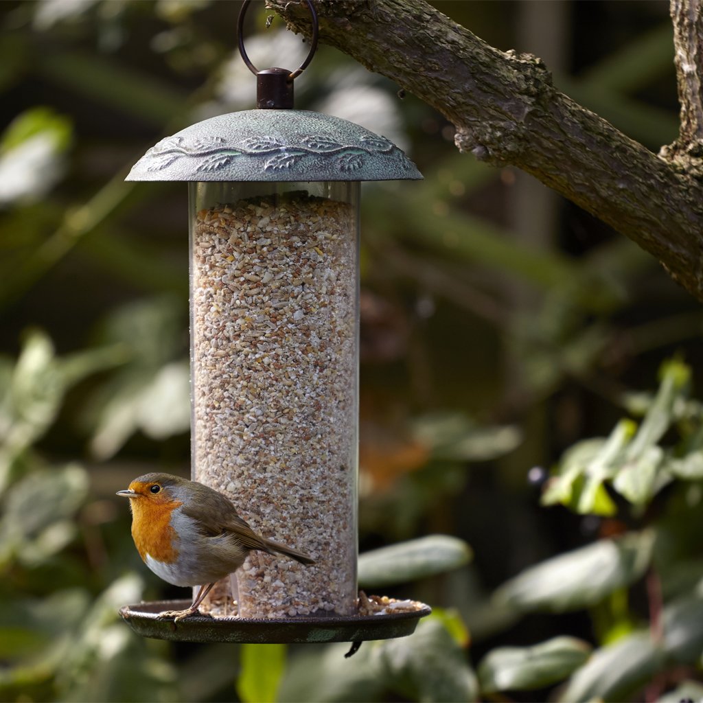 white sunflower hearts for birds