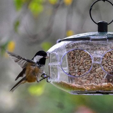 Peckish Small Bird Seed Feeder - image 4