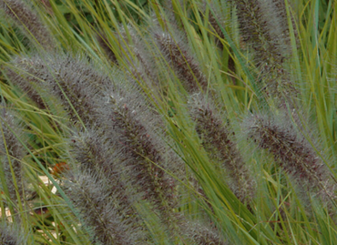 Pennisetum Black Arrow 3 Litre