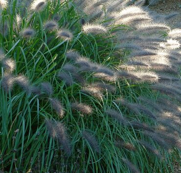 Pennisetum Dark Desire 3 Litre