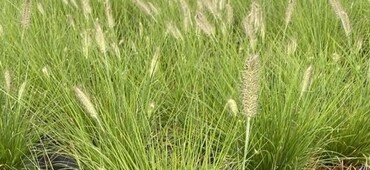 Pennisetum Hameln 5 Litre