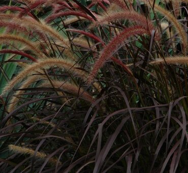 Pennisetum Princess Caroline 2 Litre