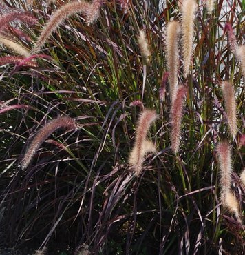 Pennisetum Rubrum 4.6 Litre