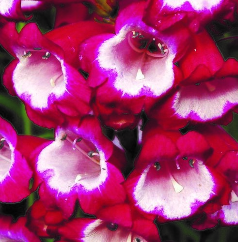 Penstemon Amelia Jayne 2 Litre