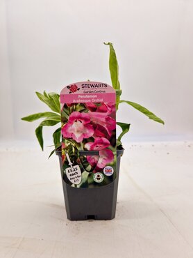 Penstemon Arabesque Orchid 9cm