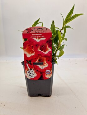 Penstemon Arabesque Red 9cm