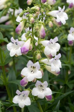 Penstemon Harlequin Lilac 2 Litre