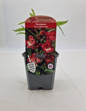 Penstemon Party Bells Red 9cm