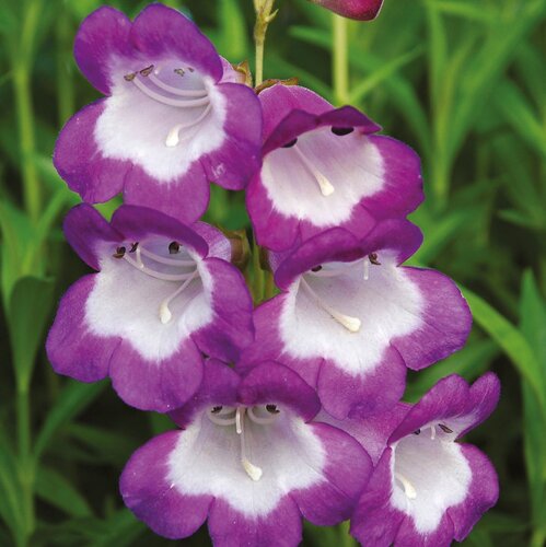 Penstemon Pensham Czar 2 Litre