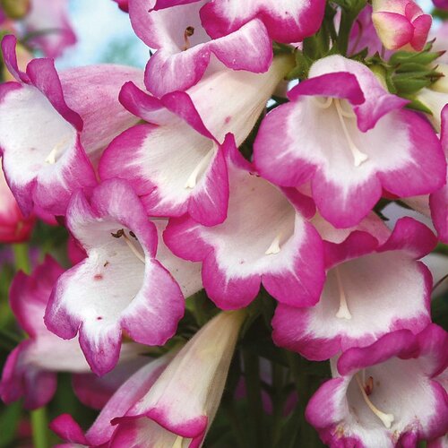 Penstemon Pensham Laura 2 Litre