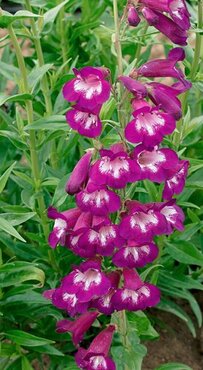 Penstemon Plum Jerkum 2 Litre