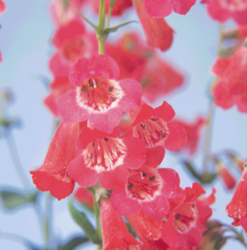 Penstemon Volcano Etna 2 Litre