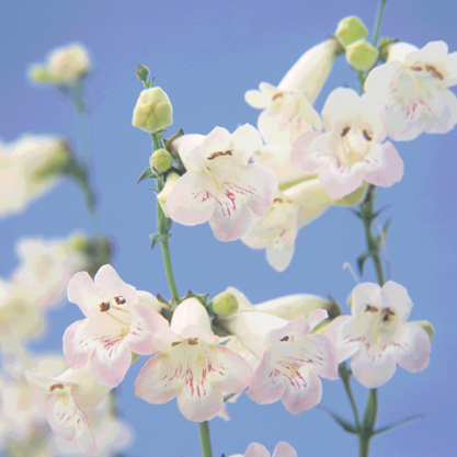 Penstemon Volcano Fujiyama 2 Litre