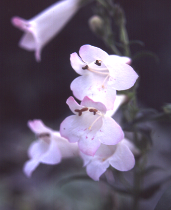 Penstemon Volcano Kilimanjaro 2 Litre