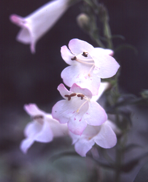 Penstemon Volcano Kilimanjaro 2 Litre