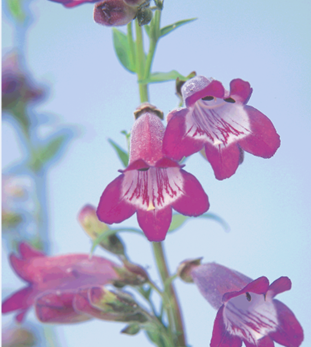 Penstemon Volcano Vesuvius 2 Litre