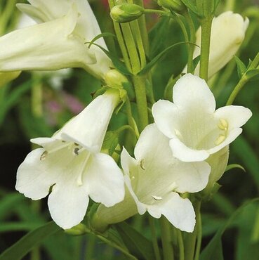 Penstemon Wedding Day 7 Litre