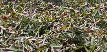 Persicaria Purple Fantasy 2 Litre - image 2