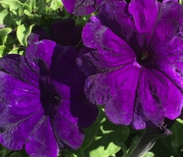 Petunia Blue Jumbo Six Pack