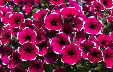 Petunia Cascadia Rim Cherry Plug