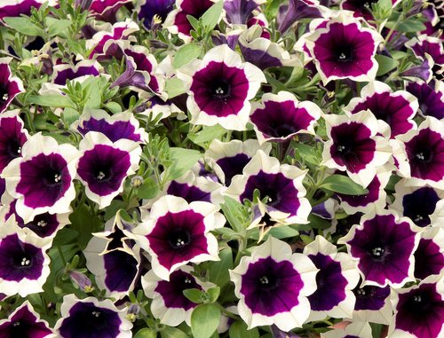 Petunia Cascadia Rim Magenta Plug