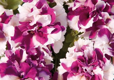 Petunia Double Pirouette Purple 7cm