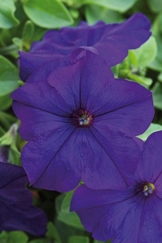 Petunia Fanfare Dark Blue Plug