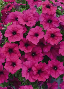 Petunia Fanfare Purple Royal Plug