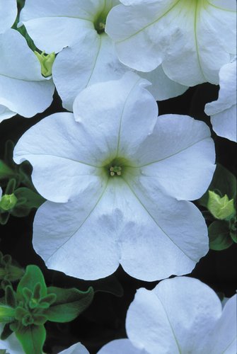 Petunia Fanfare White Plug