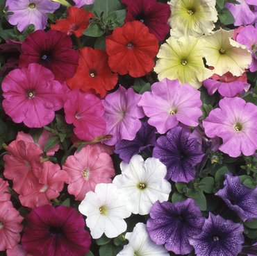 Petunia Fantasia Mixed 20 plug pack