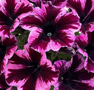 Petunia Go!Tunia Cosmic Pink Plug