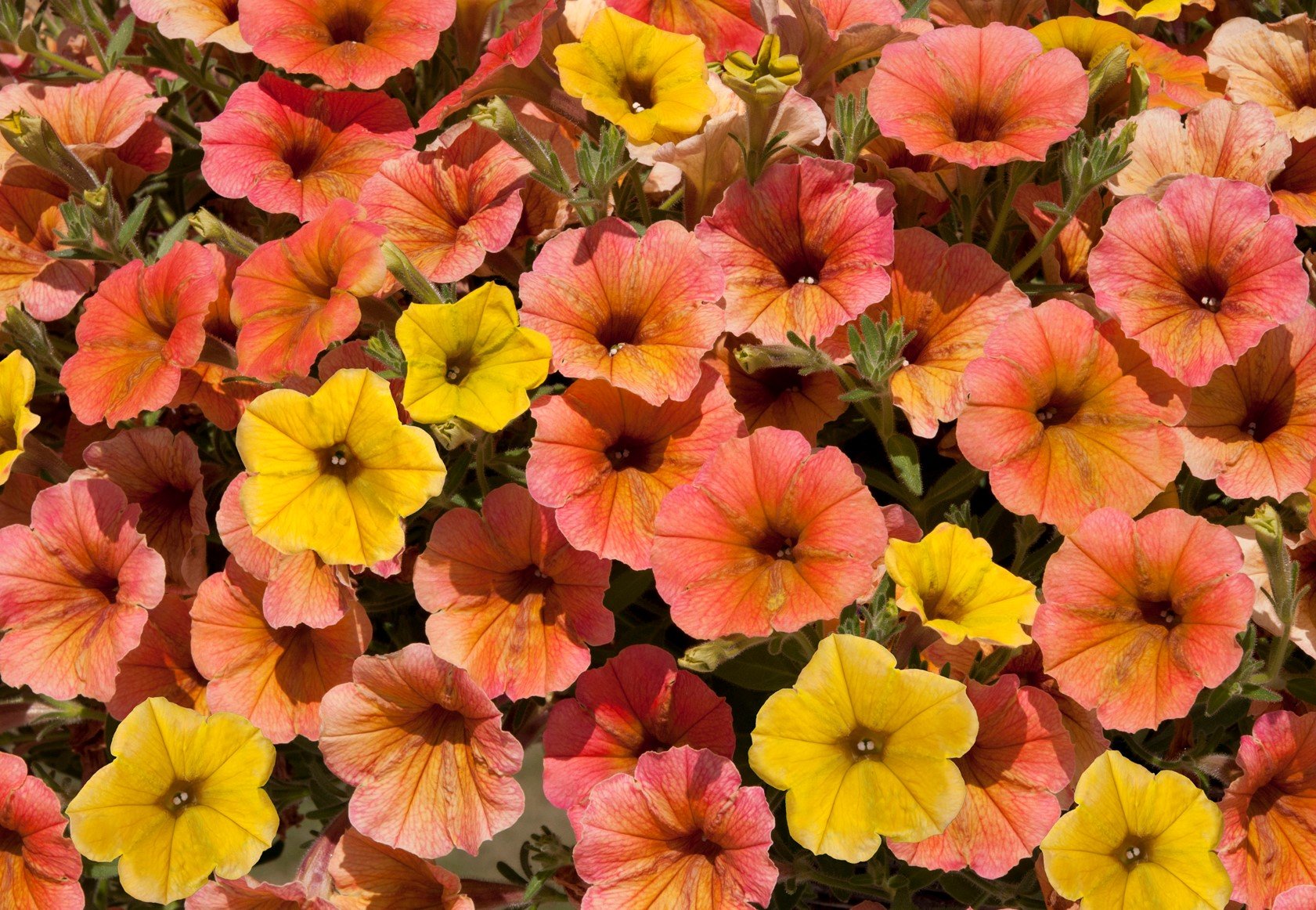 Petunia Indian Summer 10.5cm - Stewarts Garden Centre