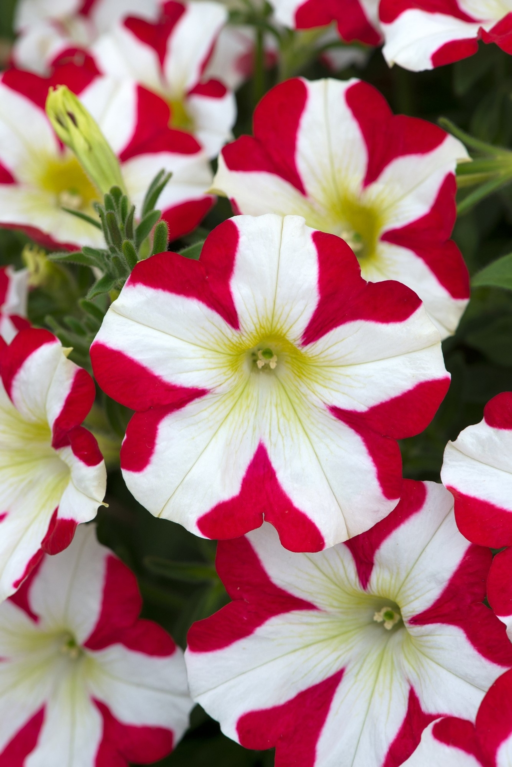 Petunia King Of Hearts 1 Litre - Stewarts Garden Centre