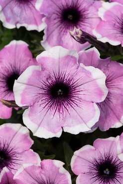 Petunia Lavender Blush Plug