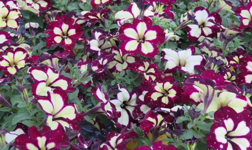 Petunia LightningSky Plug